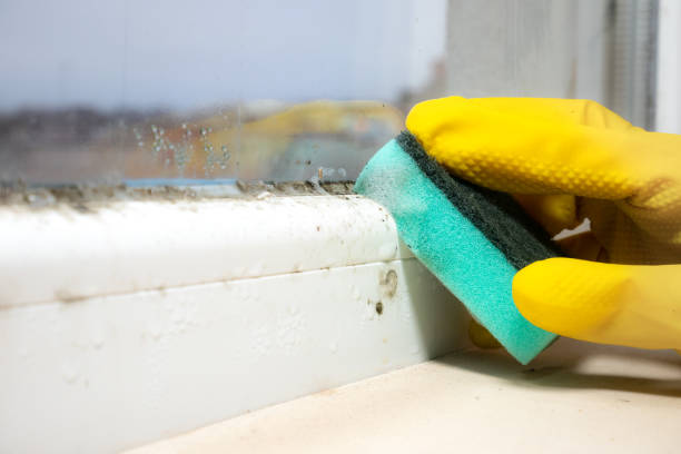 Best Attic Mold Remediation in Walnut, CA