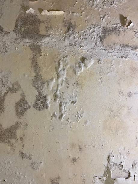 Best Residential Mold Remediation in Walnut, CA